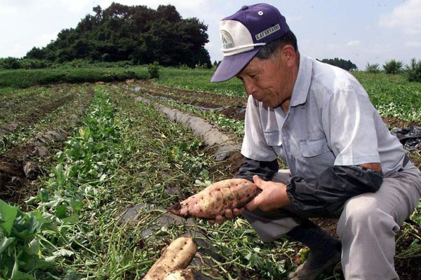 Orang Jepang Bisa Berumur Seabad, Ternyata Rahasianya Doyan Makan Ini